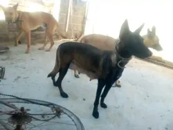 Magnifiques Chiots Malinois Pure Race