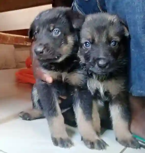 Chiots Bergers Allemand0