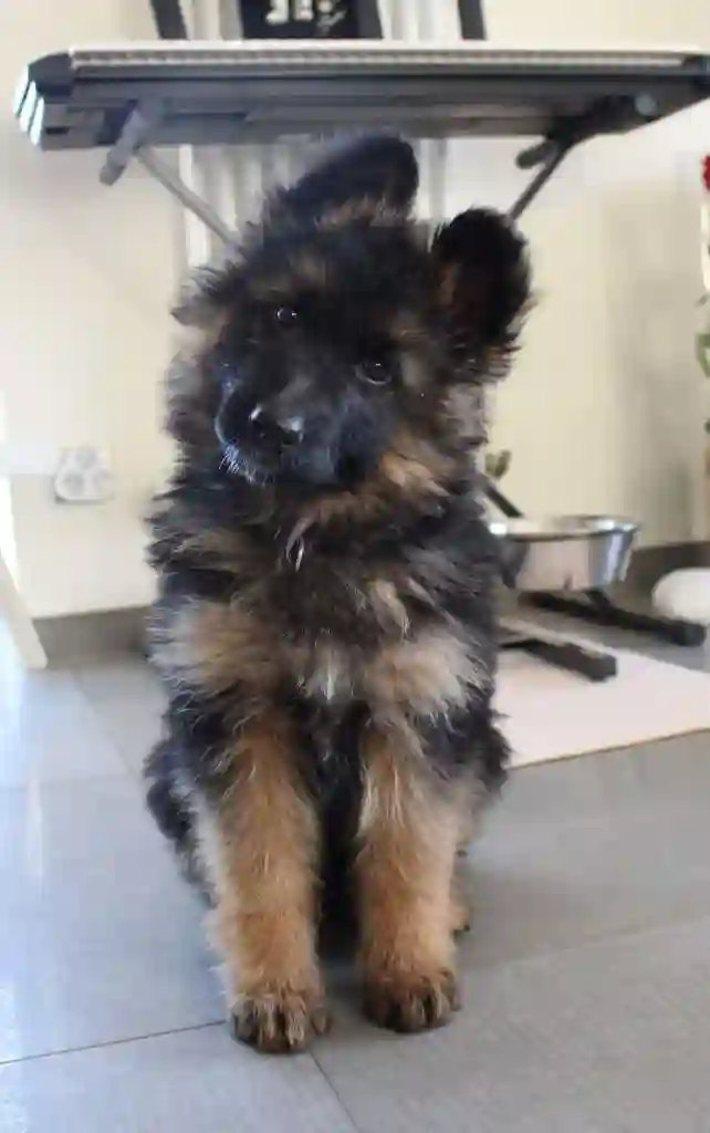 Chiots Berger Allemand0