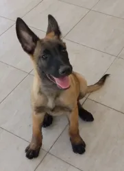 Chiots Berger Malinois