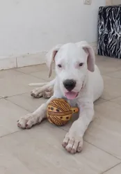 Chiots Dogue Argentin