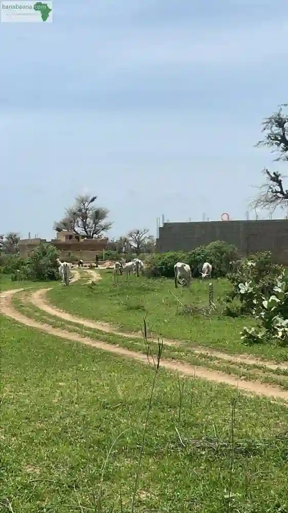 Lot de 300 Mètres Carrés à Vendre à Malic0