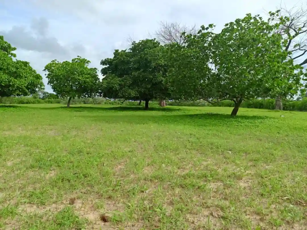Verger de 7310 m² Vers Tassette - Vue 1