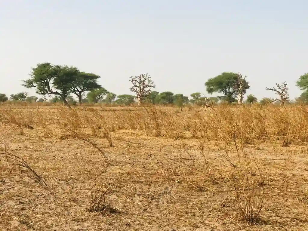 Terrain de 8098 m² Vers Touba Toul - Vue 2
