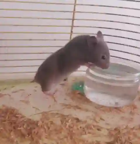 Hamster à Vendre0