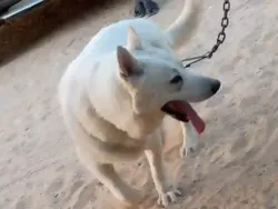 Berger Blanc Suisse Disponible