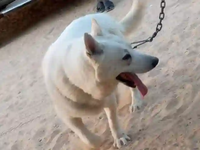 Berger Blanc Suisse Disponible0