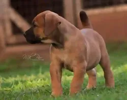 Chiot Boerboel