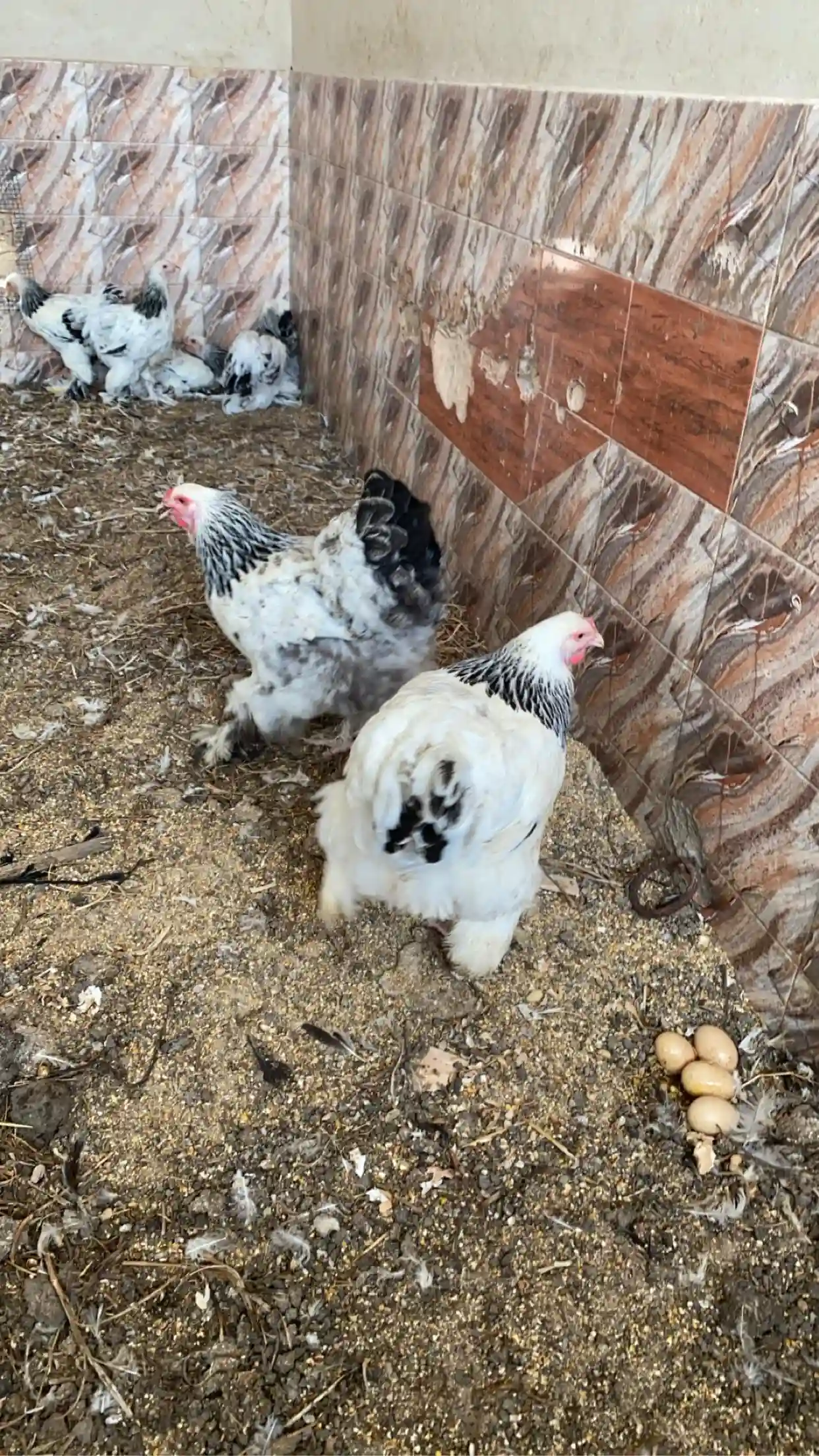 Brahma Hermine - Vue 1