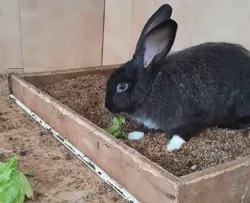 Lapin Géant Papillon Français Croisés Rex Tricolore