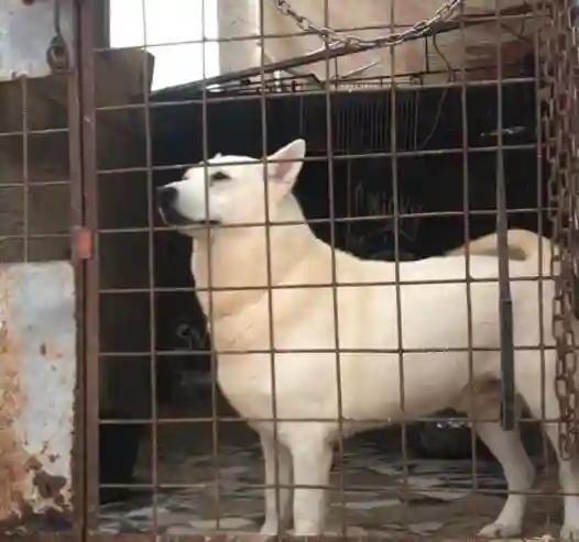 Berger Blanc Suisse Disponible - Vue 1