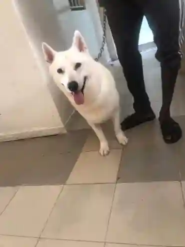 Berger Blanc Suisse Disponible - Vue 3