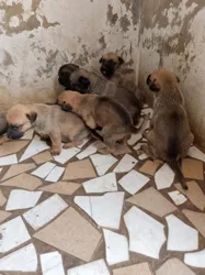 Vente Chiots Berger Malinois