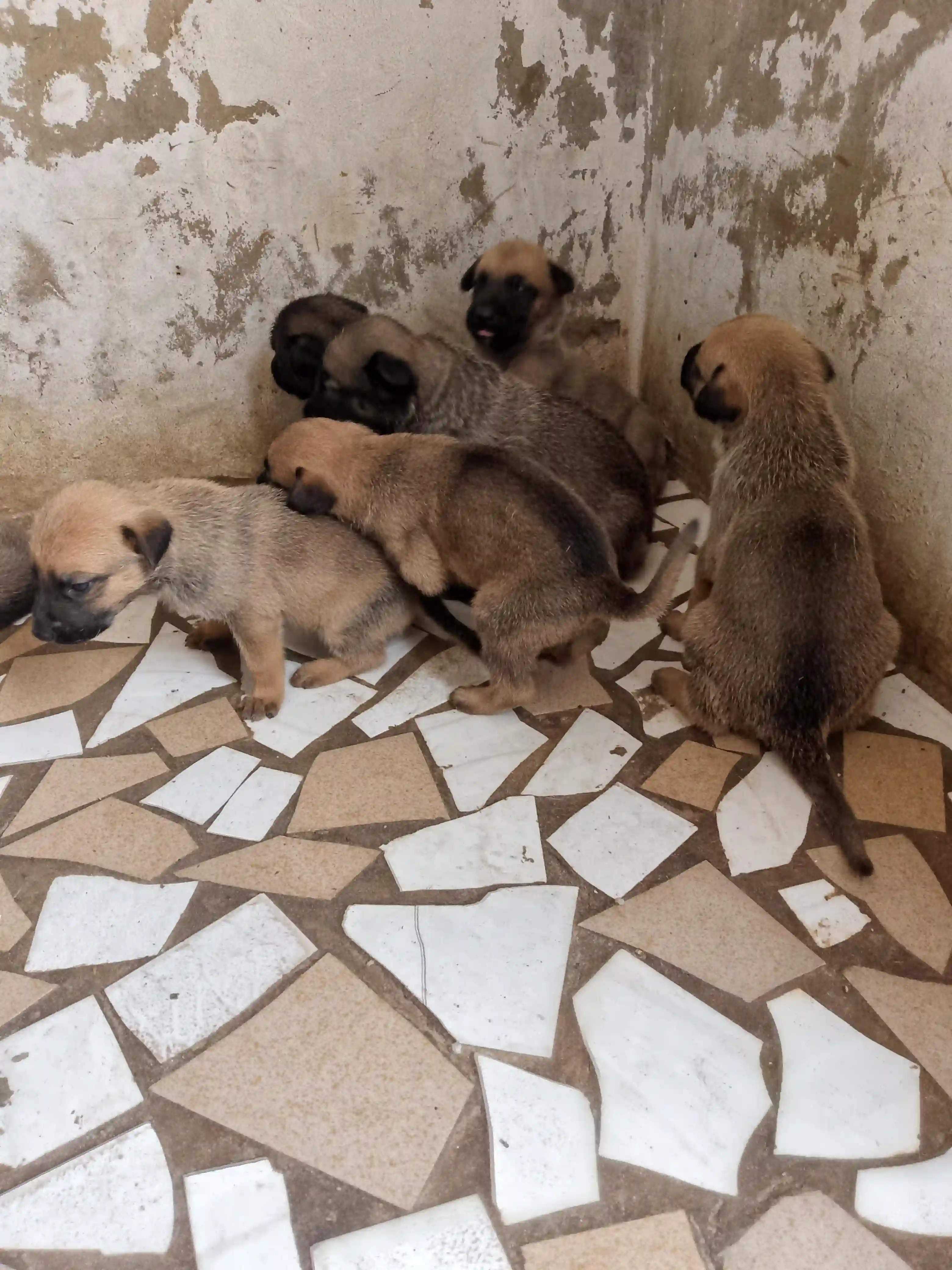 Vente Chiots Berger Malinois0