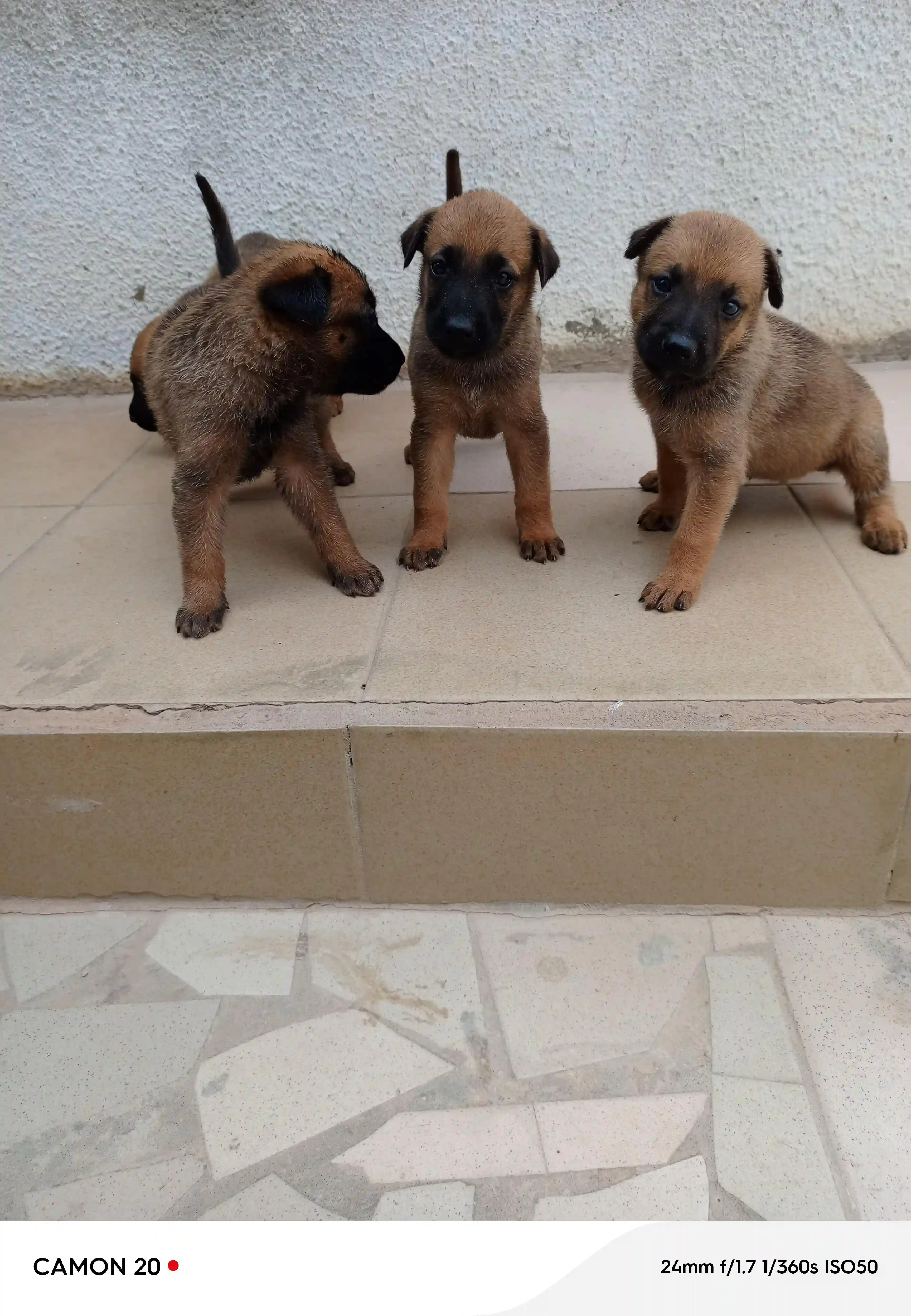 Vente Chiots Berger Malinois - Vue 1