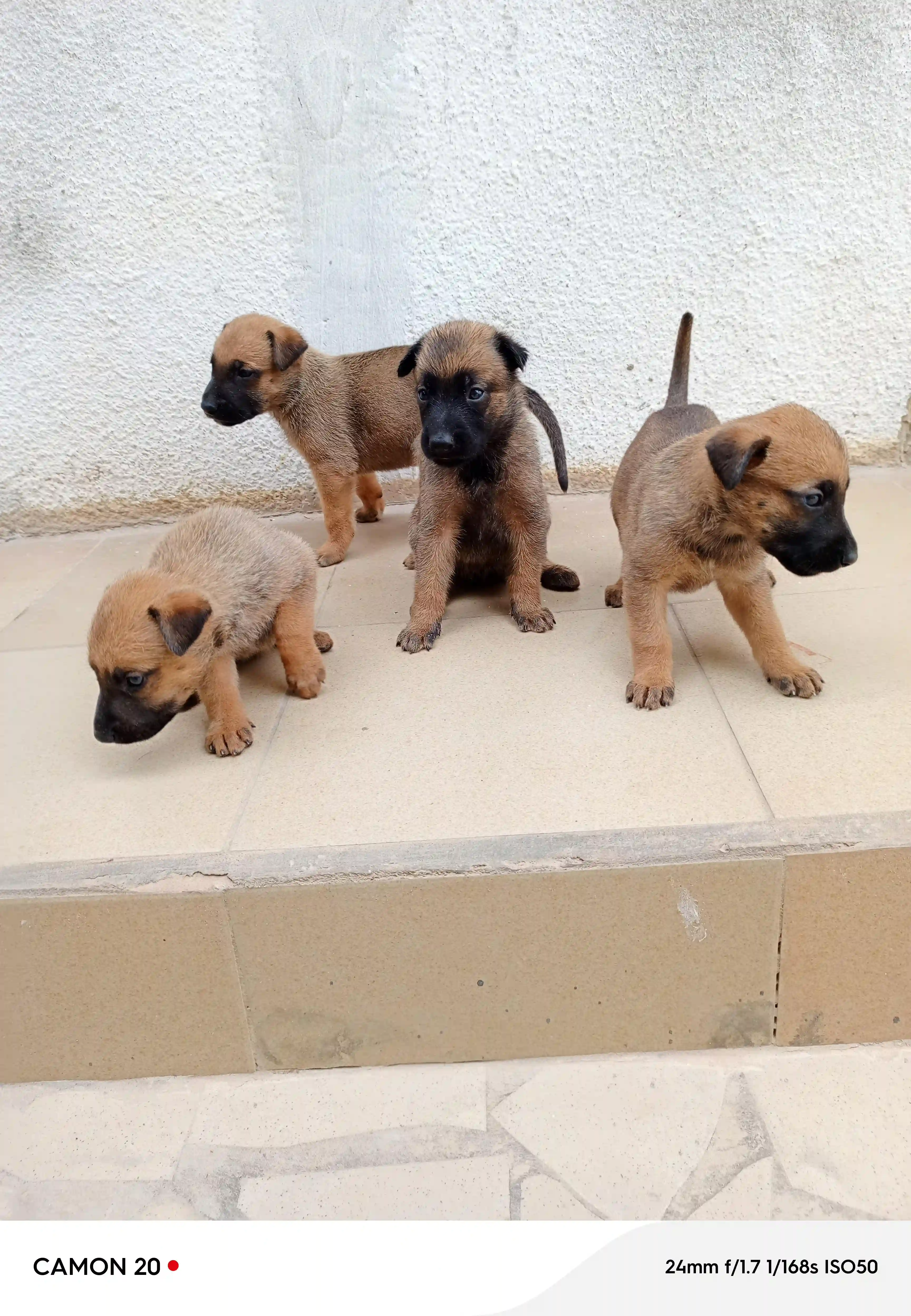 Vente Chiots Berger Malinois - Vue 2