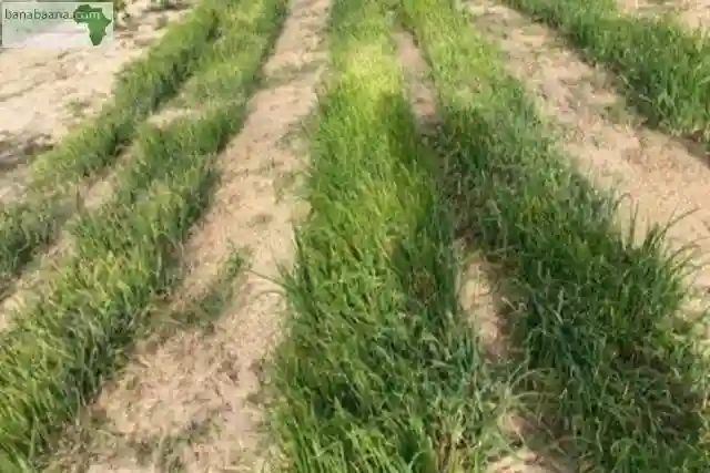 Verger de 43 Hectares Vers Taiba Ndiaye - Vue 2