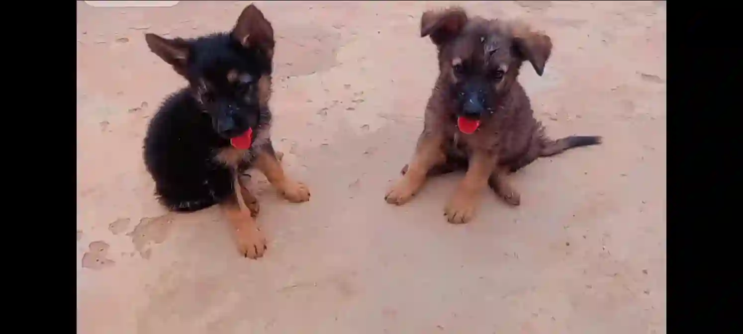 Chiots Berger Allemand0