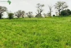 Terrain de 239 Hectares Vers Touba Toul