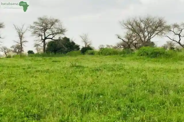 Terrain de 239 Hectares Vers Touba Toul - Vue 1