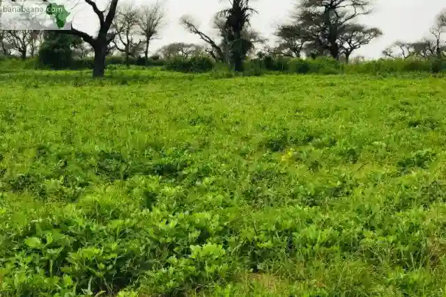 Terrain de 239 Hectares Vers Touba Toul - Vue 2
