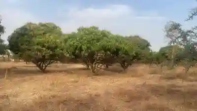 Terrains 300 Mètres Carré à Vendre à Malicound à Mbour - Vue 3
