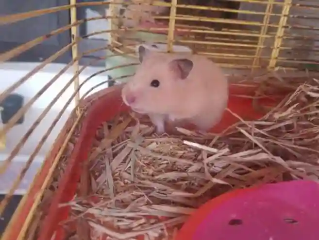 Hamster à Vendre - Vue 1