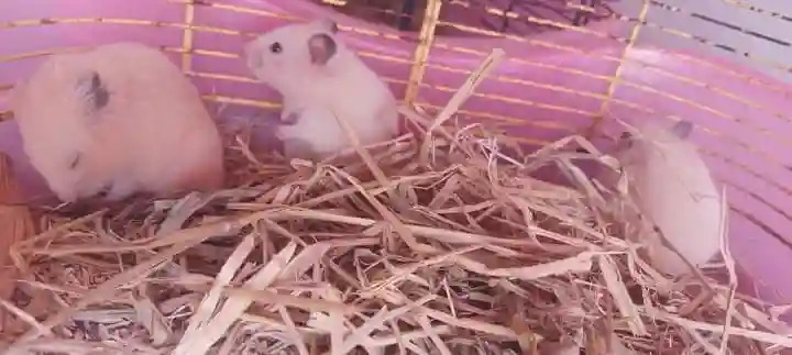 Hamster à Vendre - Vue 2