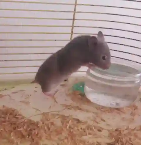 Hamster à Vendre - Vue 3
