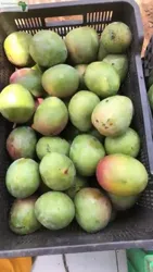 Vente DE Mangue Kent