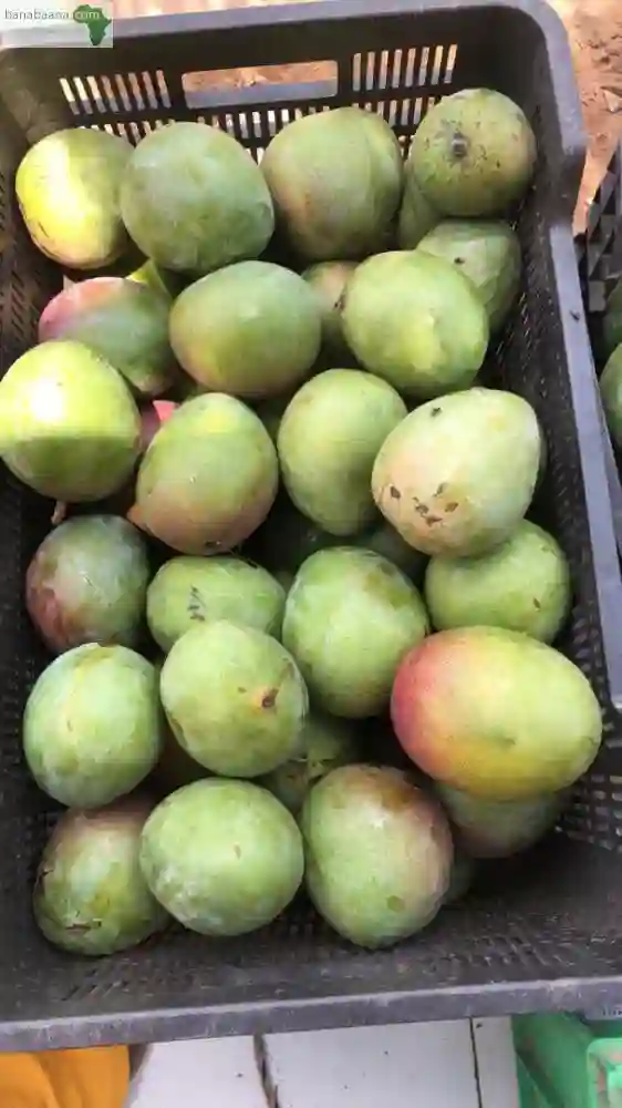 Vente DE Mangue Kent