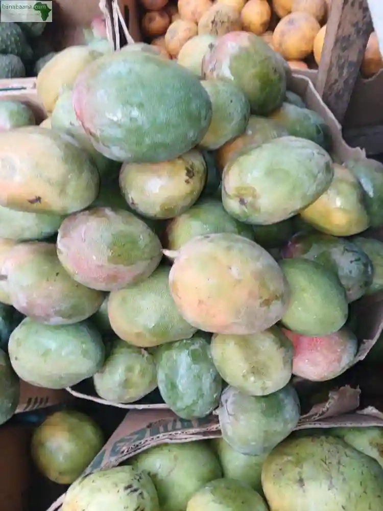 Vente DE Mangue Kent - Vue 1
