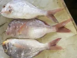 Poisson et Gambass