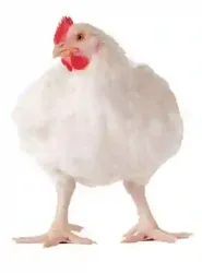 Poulet de Chair