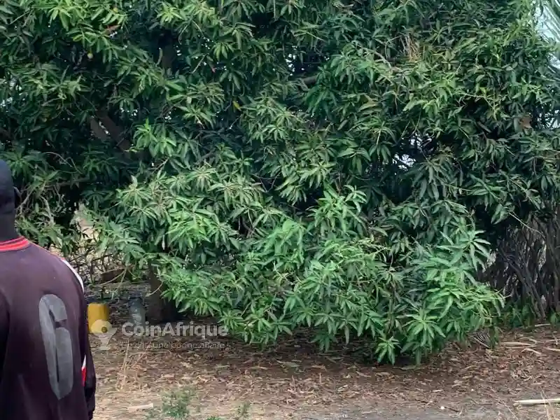 Terrains Agricoles 26554m² - Mbour - Vue 4