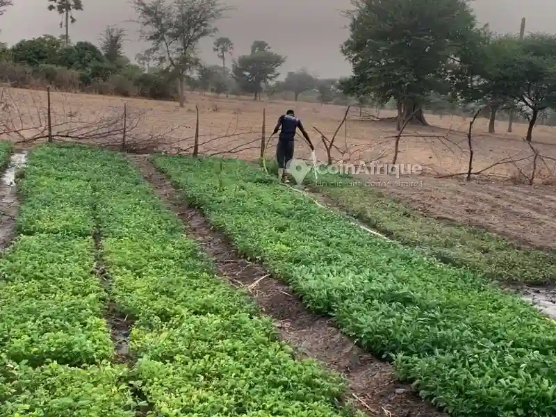 Terrains Agricoles 26554m² - Mbour - Vue 5