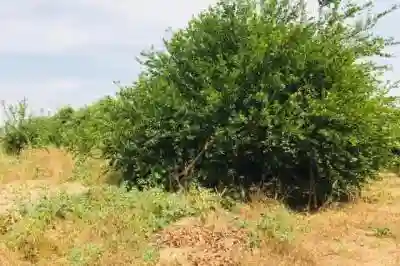 Ferme Avicole de 5260 m² Vers Fandene à Thies - Vue 1