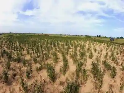 Terrain de 1 Hectare Vers Tassette à Thies - Vue 1