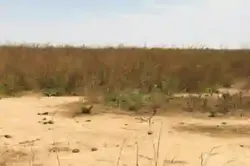 Terrain Agricole de 199 Hectare Vers Notto Diobas à Thies