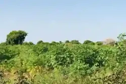 Terrain de 103 Hectare Vers Tassette à Thies