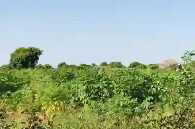 Terrain de 103 Hectare Vers Tassette à Thies