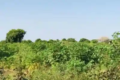 Terrain de 103 Hectare Vers Tassette à Thies - Vue 1