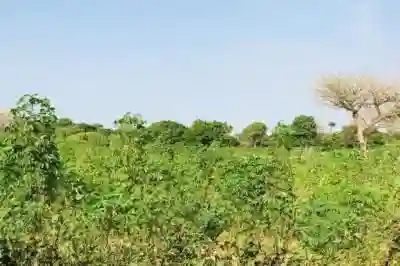 Terrain de 103 Hectare Vers Tassette à Thies - Vue 2