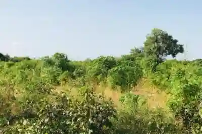 Terrain de 103 Hectare Vers Tassette à Thies - Vue 3