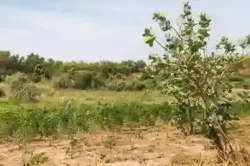 Terrain de 105 Hectare Vers Ndiébène Gandiol à Saint Louis