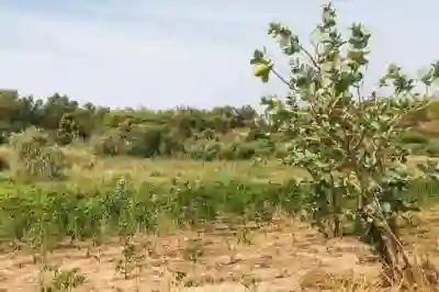 Terrain de 105 Hectare Vers Ndiébène Gandiol à Saint Louis