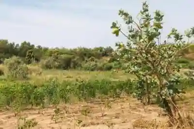 Terrain de 105 Hectare Vers Ndiébène Gandiol à Saint Louis - Vue 3