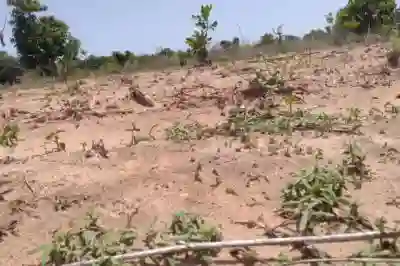 Terrain de 102 Hectare Vers Diembéring à Ziguinchor