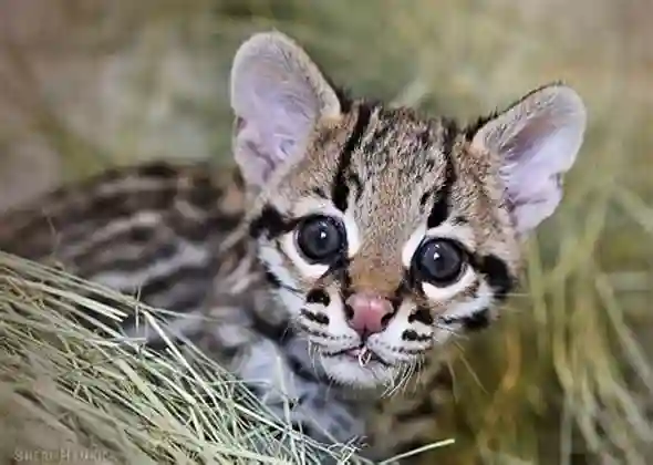 Ocelot Kittens Available - Vue 1