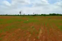 Terrain de 127 Hectare Vers Notto Diobass à Thies